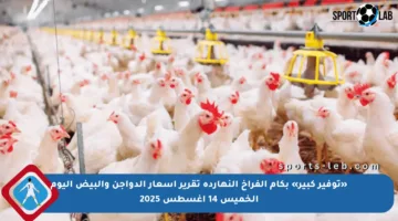 «توفير كبير» بكام الفراخ النهاردة تقرير أسعار الدواجن والبيض اليوم الخميس 14 أغسطس 2025